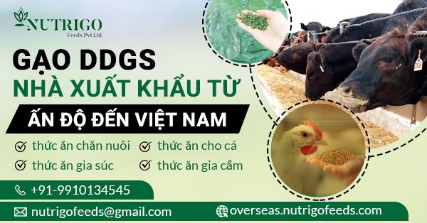 DDGS Exporters from India to Vietnam