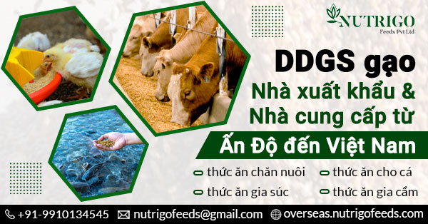 Rice DDGS Exporter & Supplier From India to Vietnam | Nutrigo Feeds Pvt Ltd