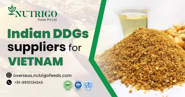 Indian DDGs Suppliers for Vietnam