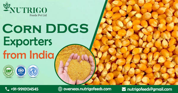 Best corn DDGS exporters from India to Vietnam | Nutrigo Feeds Pvt Ltd Best corn DDGS exporters from India to Vietnam | Nutrigo Feeds Pvt Ltd