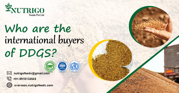 Who are the international buyers of DDGS? | Nutrigo Feeds Pvt Ltd Who are the international buyers of DDGS? | Nutrigo Feeds Pvt Ltd