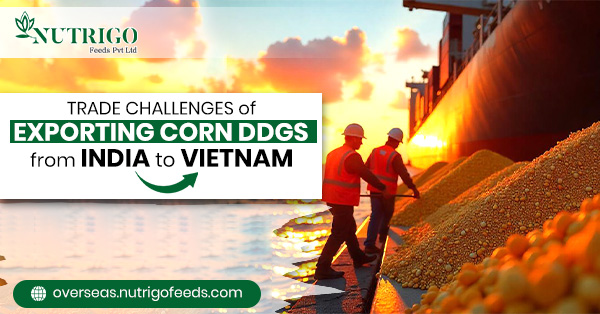 Trade Challenges of Exporting Corn DDGS from India to Vietnam | Nutrigo Feeds Pvt Ltd Trade Challenges of Exporting Corn DDGS from India to Vietnam | Nutrigo Feeds Pvt Ltd