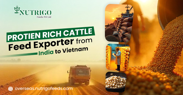 Protein Rich Cattle Feed Exporter from India to Vietnam | Nutrigo Feeds Pvt Ltd