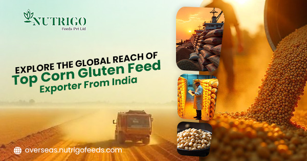What is the global reach of the top corn gluten feed exporters from India in livestock feed industry? | Nutrigo Feeds Pvt Ltd