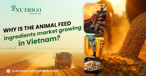 Why is the animal feed ingredients market growing in Vietnam? | Nutrigo Feeds Pvt Ltd