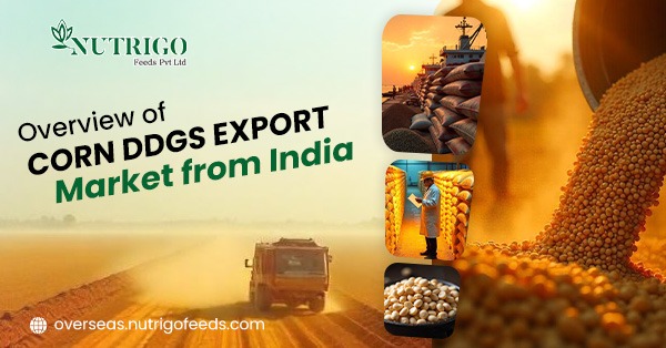 Corn DDGS Export Market from India