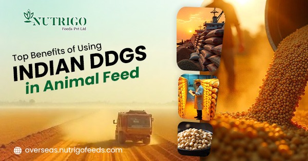 Indian DDGS suppliers for Vietnam