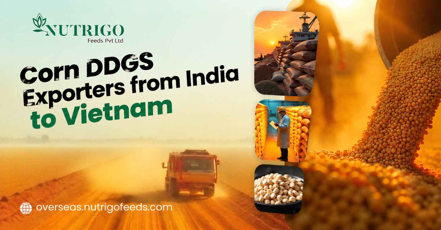 Corn DDGS exporters from India to Vietnam